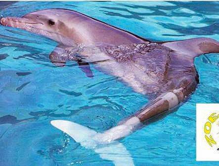 « Notre petite Zoé a pu vivre son rêve, voir les dauphins avant de mourir »