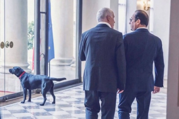 La chienne de François Hollande a failli être écrasée !
