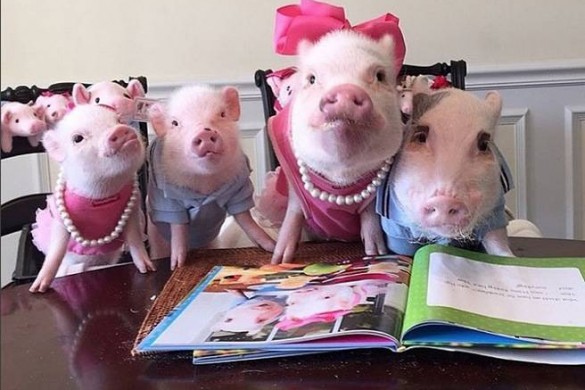 Priscilla et Poppleton, la famille de cochons la plus mignonne d’Instagram (photos)