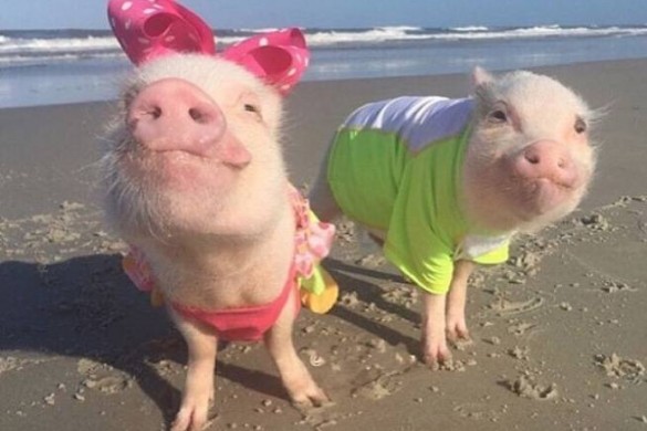 Priscilla et Poppleton, la famille de cochons la plus mignonne d’Instagram (photos)