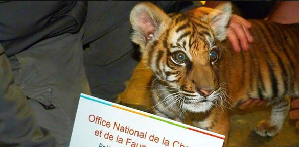 Un bébé tigre abandonné par un dealer en Seine Saint-Denis