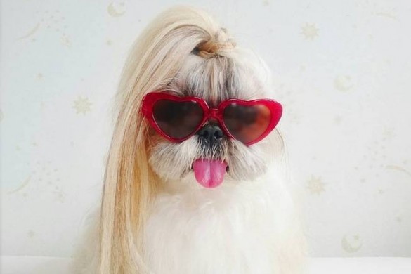 Star d’Instagram : Kuma, le chien le mieux looké du web !