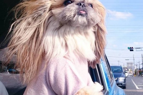 Star d’Instagram : Kuma, le chien le mieux looké du web !