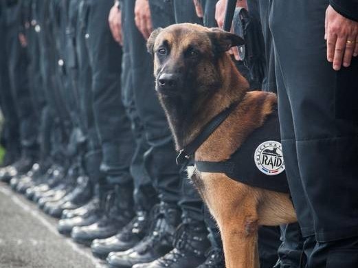 Mort de Diesel lors de l’assaut à Saint-Denis : la chienne bientôt déterrée pour innocenter le RAID ?
