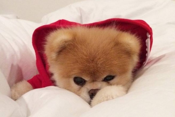 Star d’Instagram : Boo, la peluche vivante qui fait toujours autant craquer le web