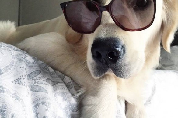 Caroline Receveur : son chien Island est une star sur Instagram (photos)