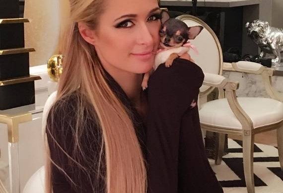 Paris Hilton a adopté un nouveau chihuahua et lui cherche un prénom (Photos)