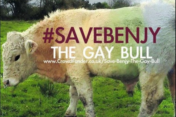 Benjy, le taureau gay sauvé de la boucherie